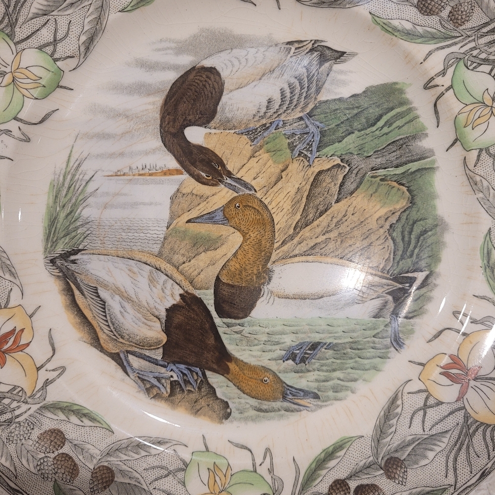 Canvas Back Duck, The Birds Of America, John James Audubon Plate - Picture 2 of 4